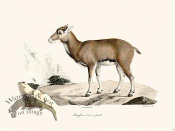 Cuvier 152 Corsican Mouflon